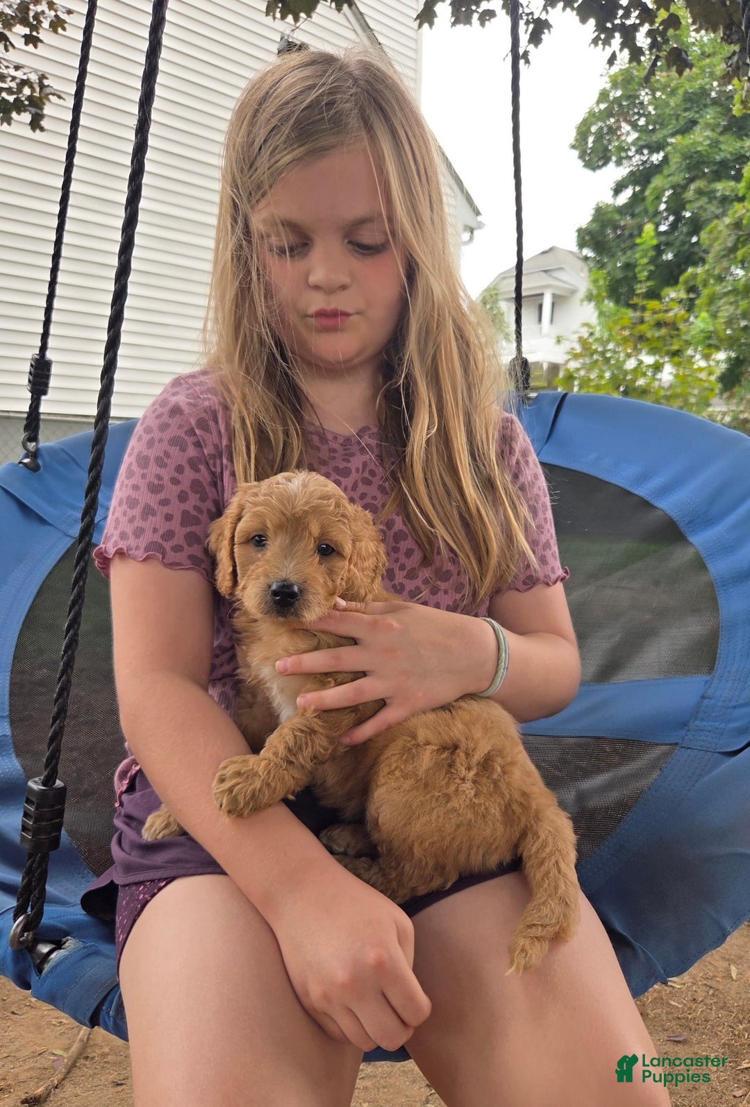 Mini Aussiedoodle dogs for sale: Brick - Image 4