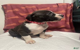 American Bully dogs for sale: Rio - Image 3