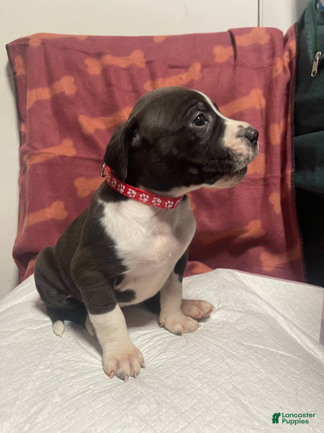 American Bully dogs for sale: Rio - Image 3