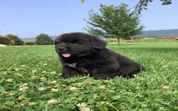 Newfoundland dogs for sale: Dawson - Image 4