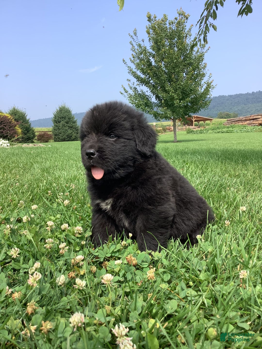 Newfoundland dogs for sale: Dawson - Image 4