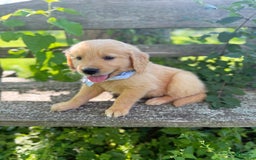 Golden Retriever dogs for sale: Pine - Image 4