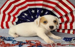 Jack Russell Terrier dogs for sale: Jagger Rough Coat Male - Image 6