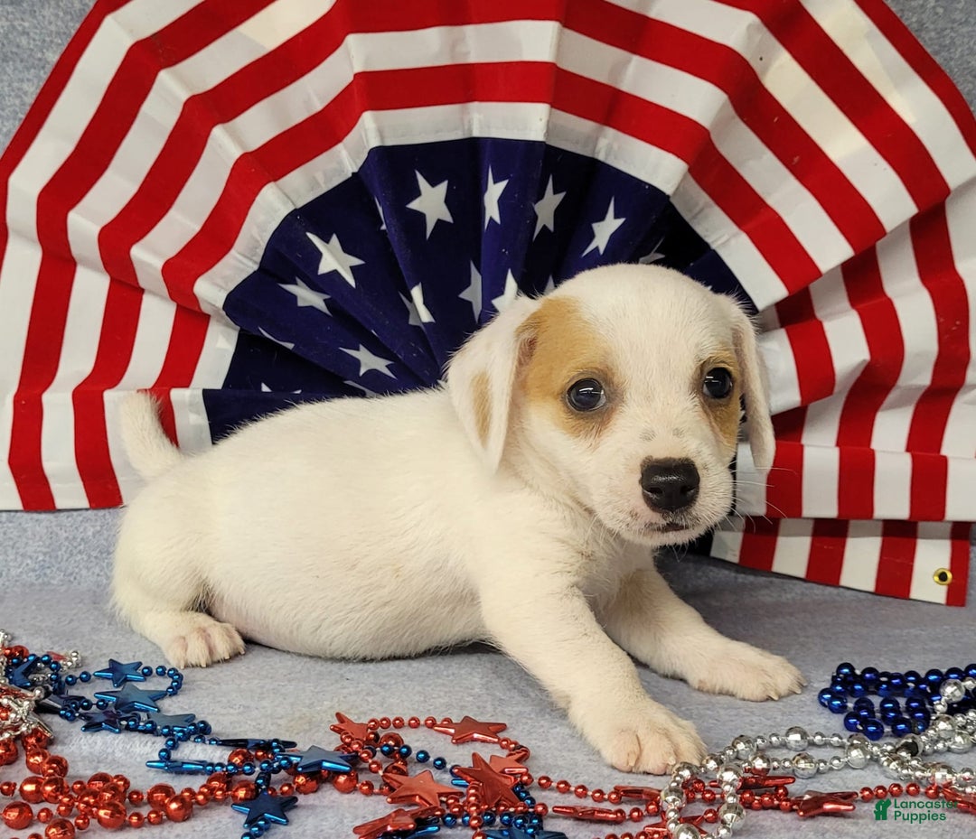 Jack Russell Terrier dogs for sale: Jagger Rough Coat Male - Image 6