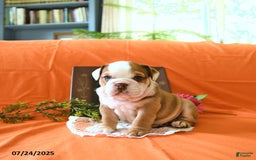 English Bulldog dogs for sale: Kathy - Image 4