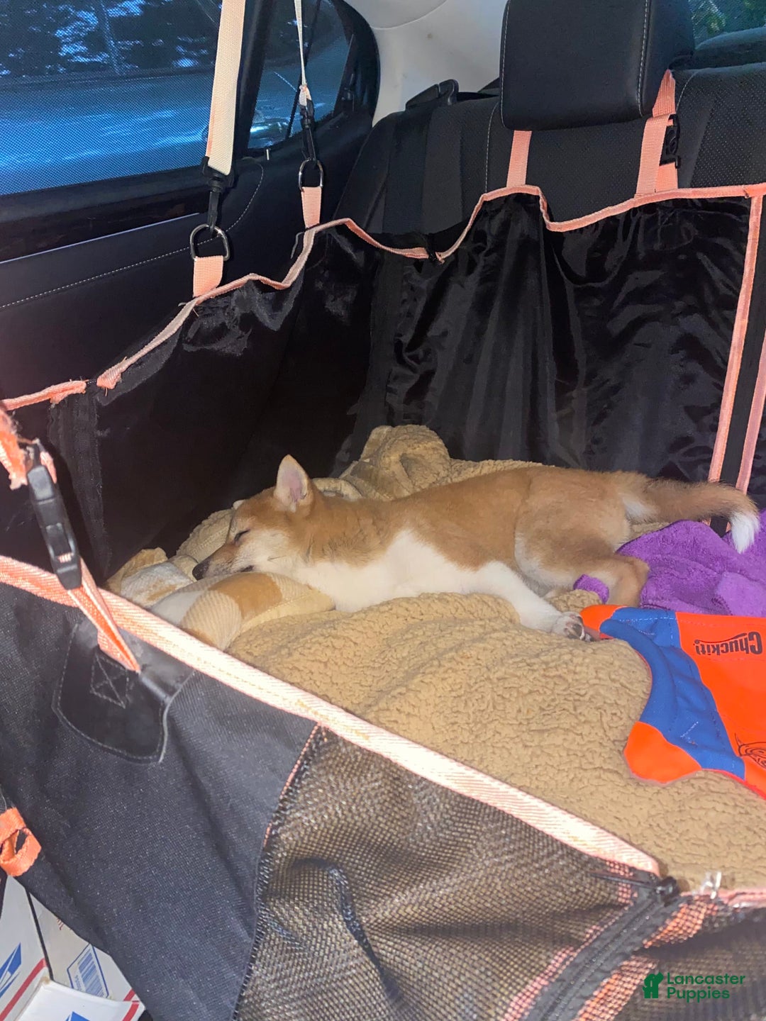 Shiba Inu dogs for sale: Cleo - Image 6