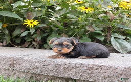 Yorkshire Terrier dogs for sale: Faithful - Image 3