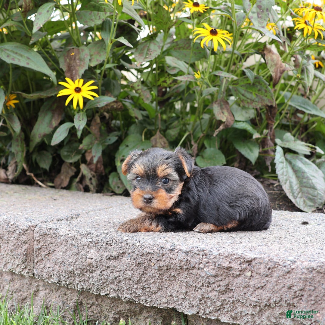 Yorkshire Terrier dogs for sale: Faithful - Image 3