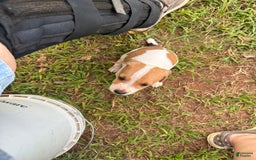 Jack Russell Terrier dogs for sale: Boy 2 - Image 2