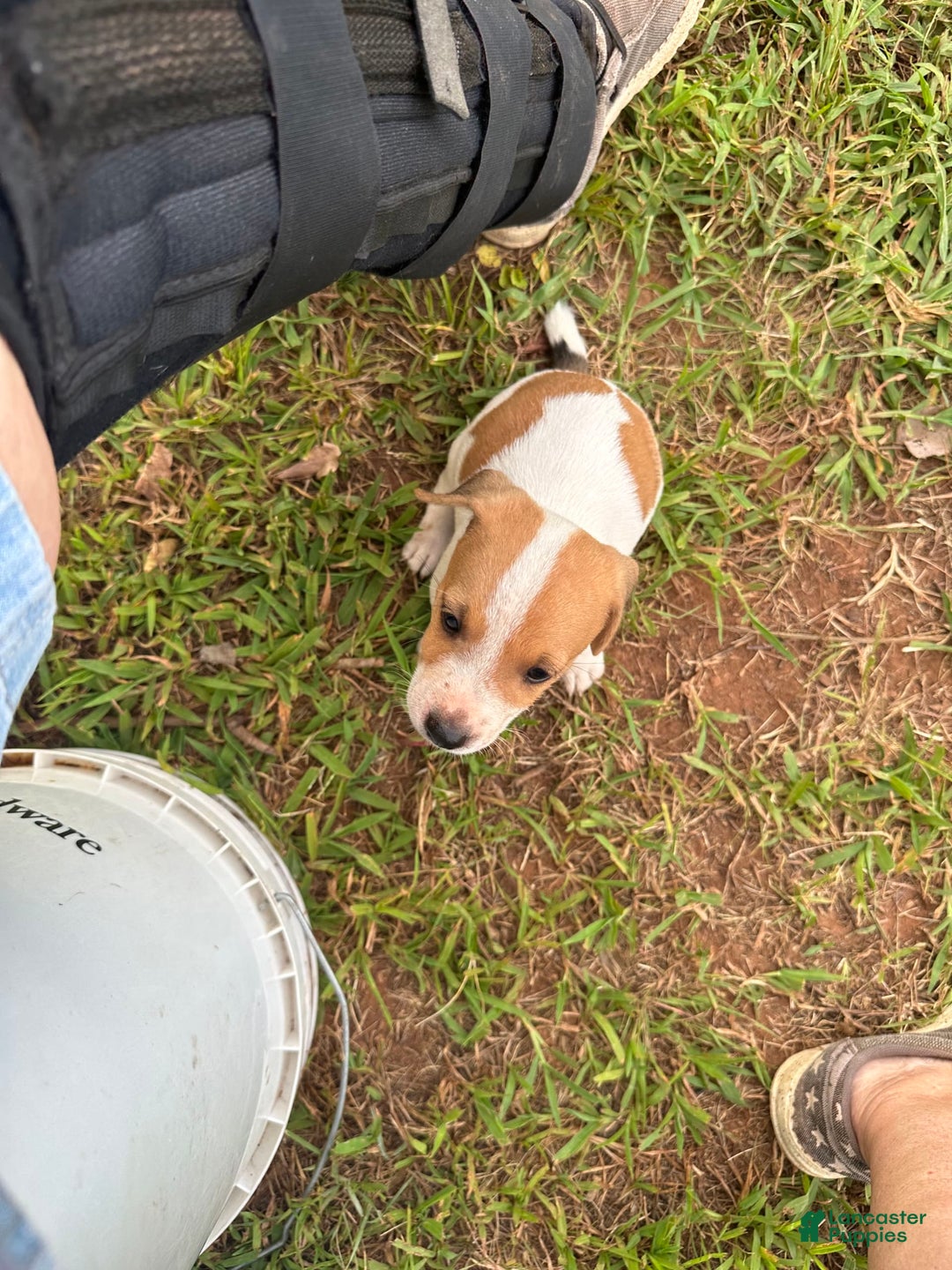 Jack Russell Terrier dogs for sale: Boy 2 - Image 2