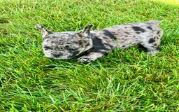 French Bulldog dogs for sale: Maverick - Image 2