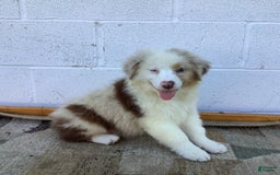 Australian Shepherd dogs for sale: Bradley - Image 1