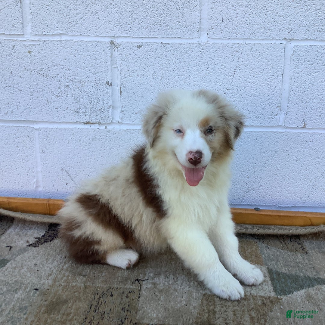 Australian Shepherd dogs for sale: Bradley - Image 1