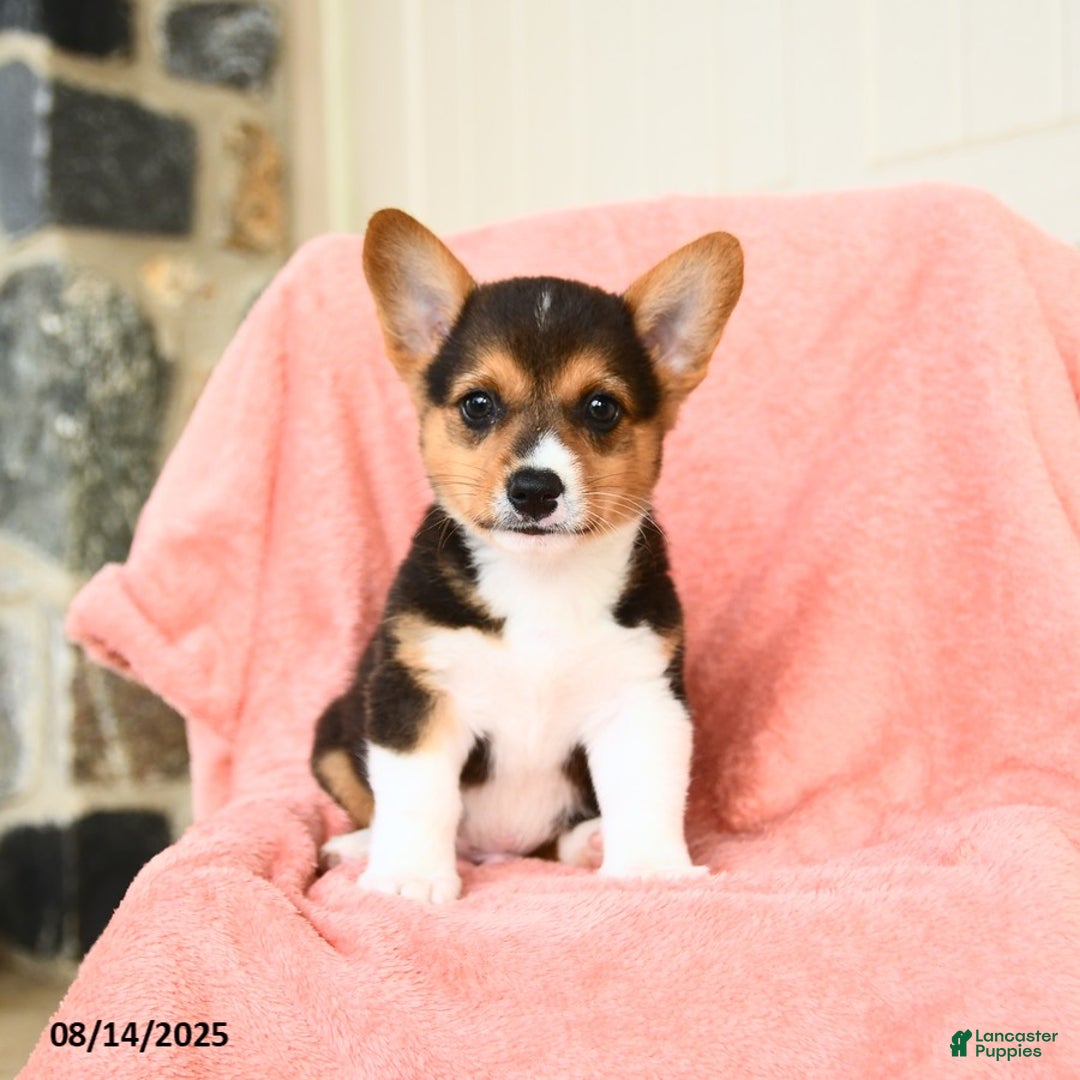 Welsh Corgi Pembroke dogs for sale: Vermont AKC - Image 4