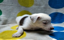 Border Collie dogs for sale: Charlie - Image 8