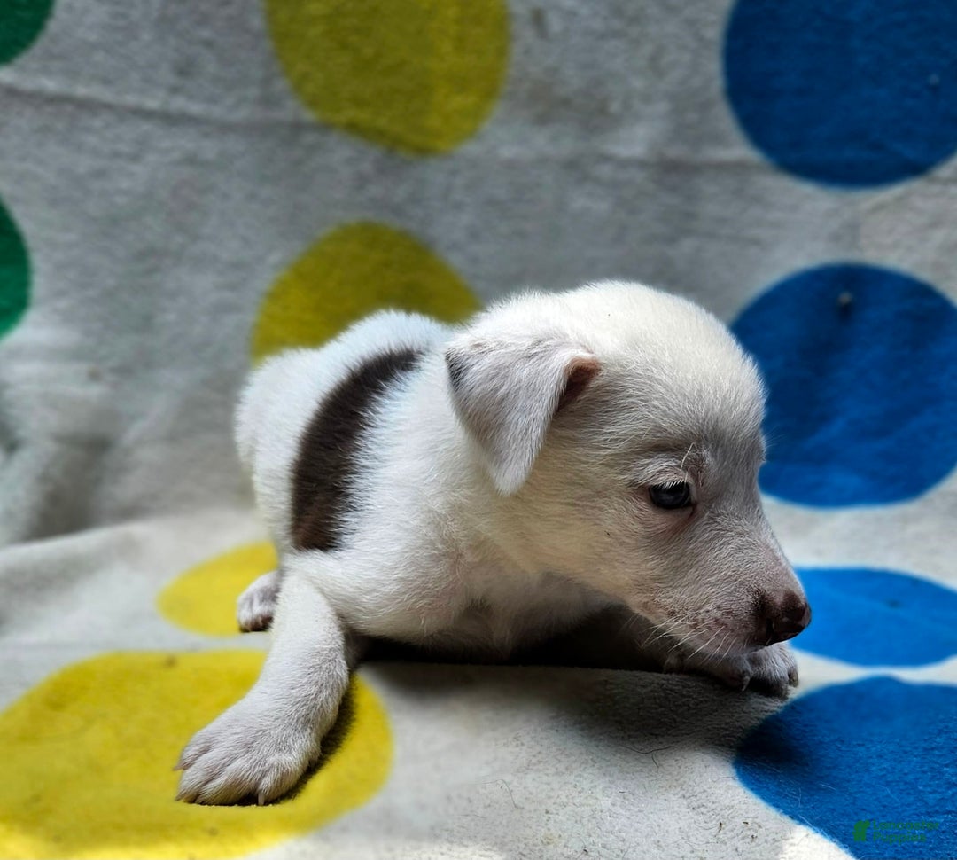 Border Collie dogs for sale: Charlie - Image 8