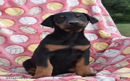 Doberman Pinscher dogs for sale: Biscuit - Image 2