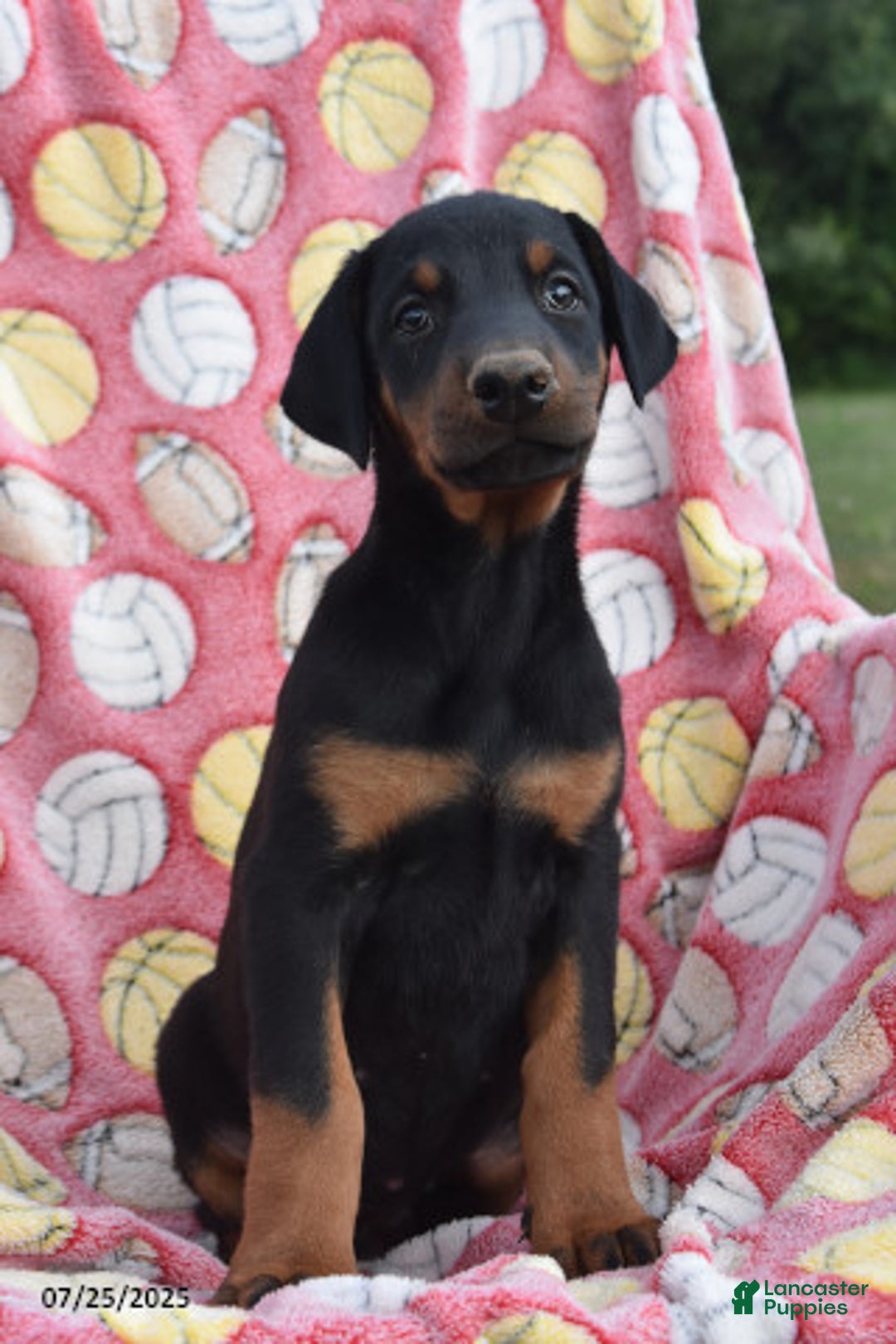Doberman Pinscher dogs for sale: Biscuit - Image 2