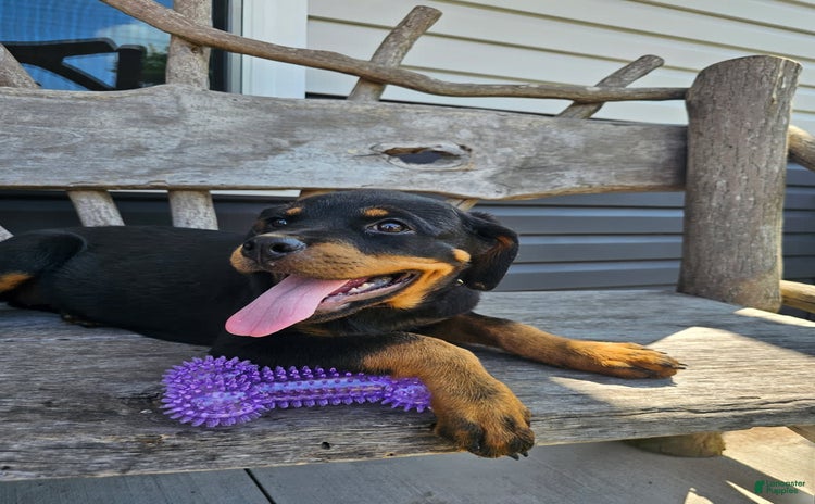 Rottweiler dogs for sale - Ad 3