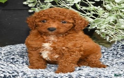 Miniature Poodle dogs for sale: Ranger - Image 2