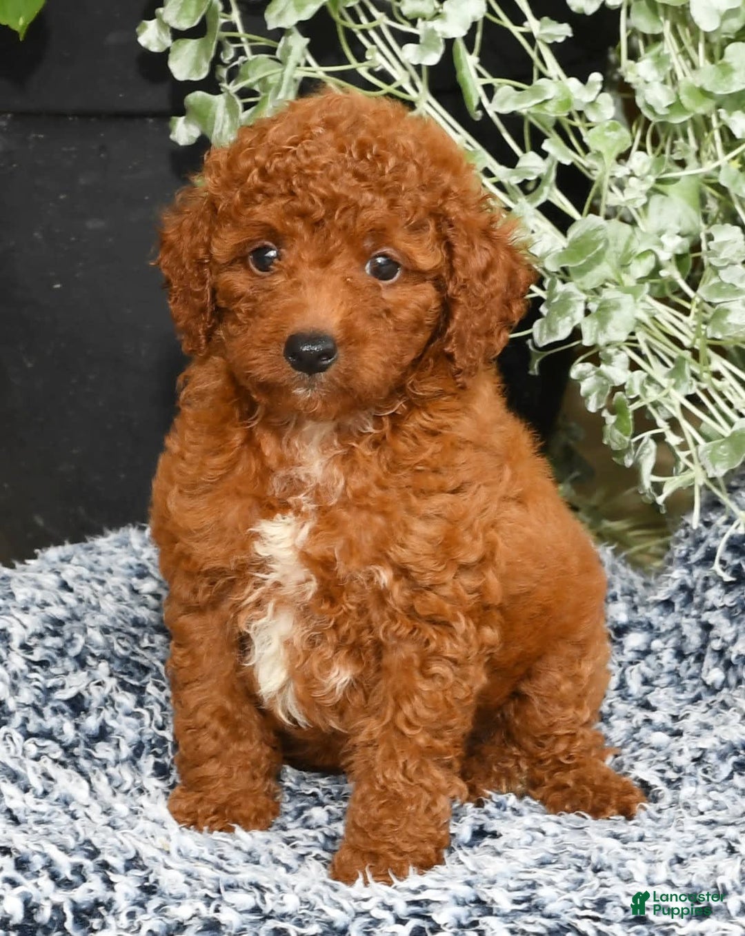 Miniature Poodle dogs for sale: Ranger - Image 2