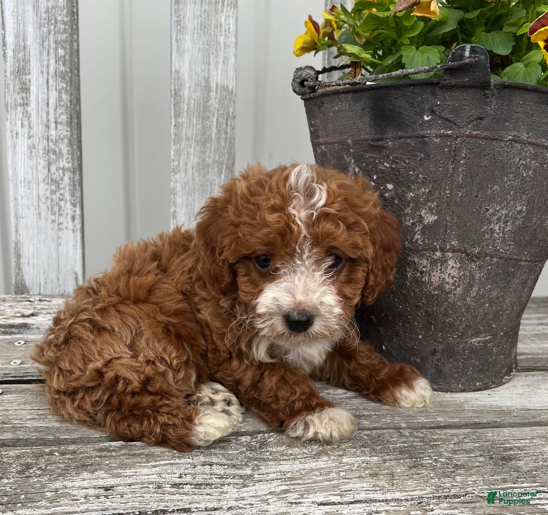 Cavapoo dogs for sale: Parker - Image 2
