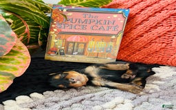 Yorkshire Terrier dogs for sale: Nova - Image 1