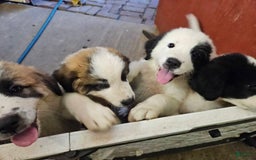 Saint Bernard dogs for sale: Max - Image 2