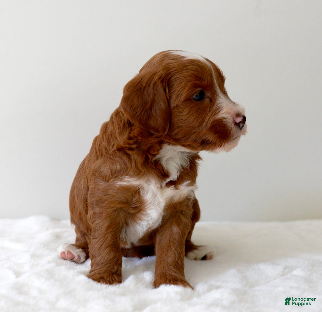 Mini Goldendoodle dogs for sale: Wrangler - Image 13
