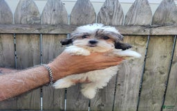 Malshi dogs for sale: Missy - Image 3