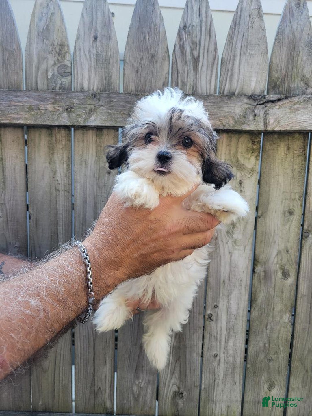 Malshi dogs for sale: Missy - Image 3