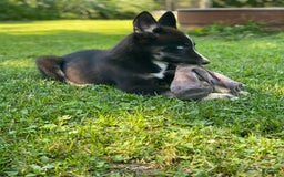 Gerberian Shepsky dogs for sale: Princess - Image 9