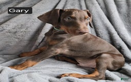 Doberman Pinscher dogs for sale: Gary - Image 7