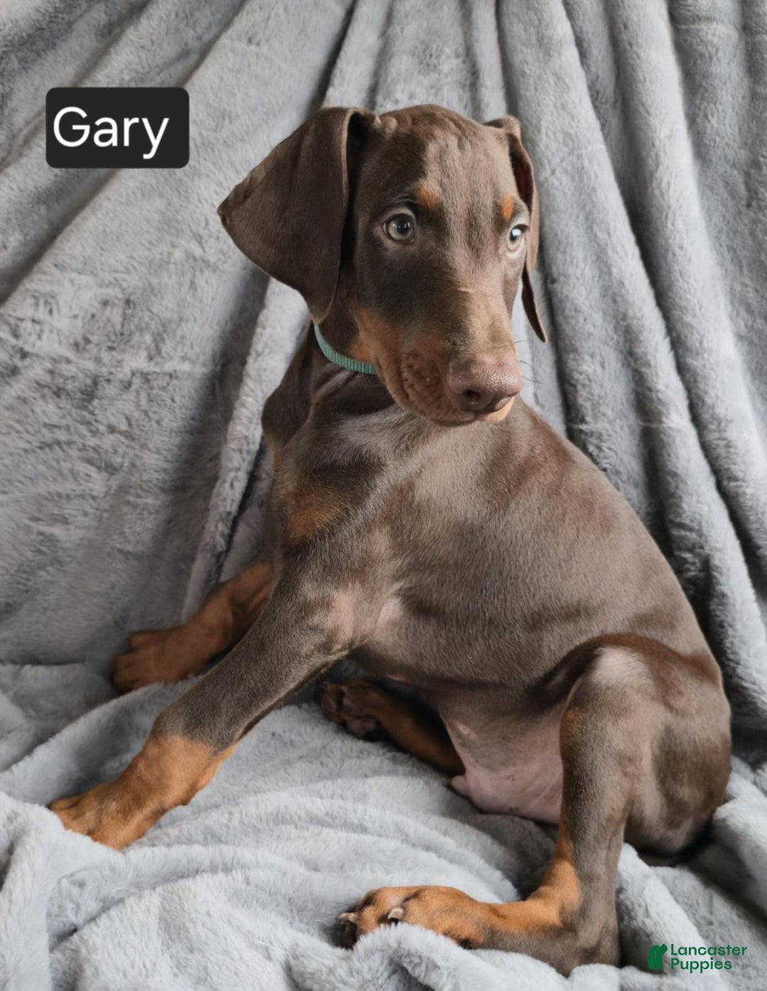 Doberman Pinscher dogs for sale: Gary - Image 7