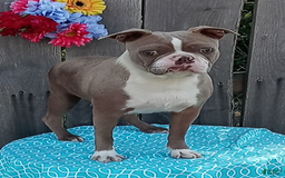 Frenchton dogs for sale: Stewie - Image 8