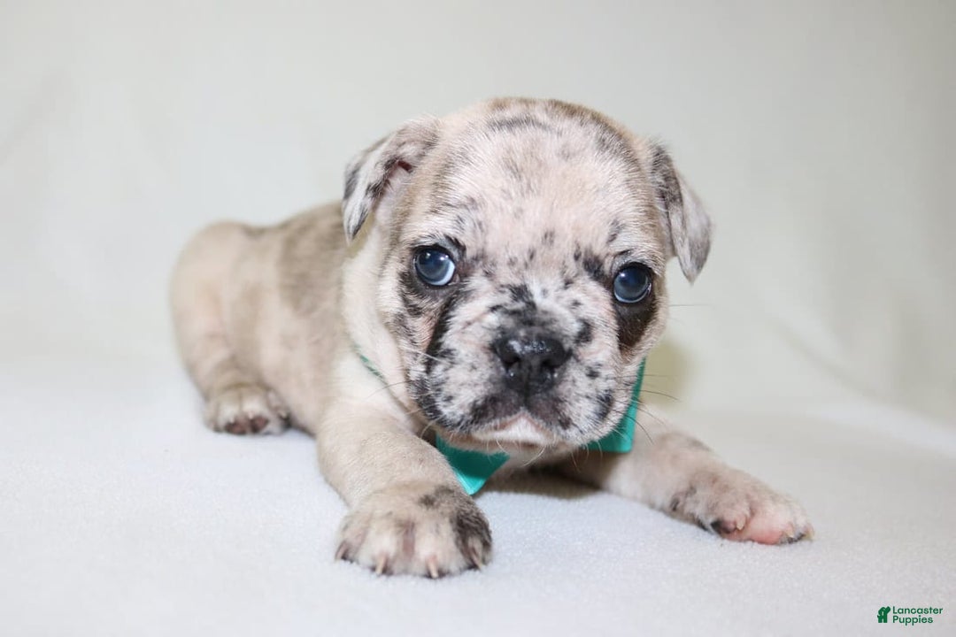 French Bulldog dogs for sale: Loki Akc - Image 15
