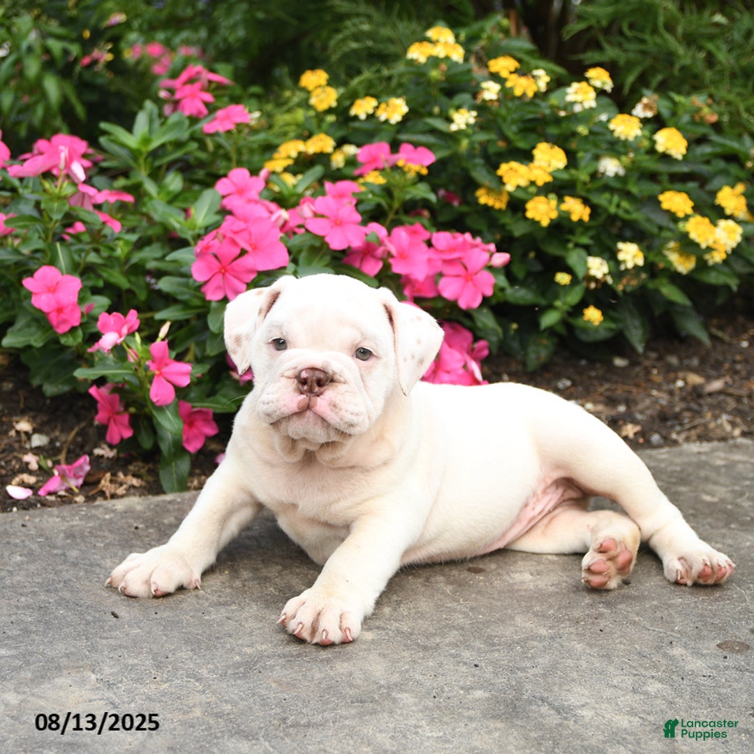 English Bulldog dogs for sale: Blossom - Image 3