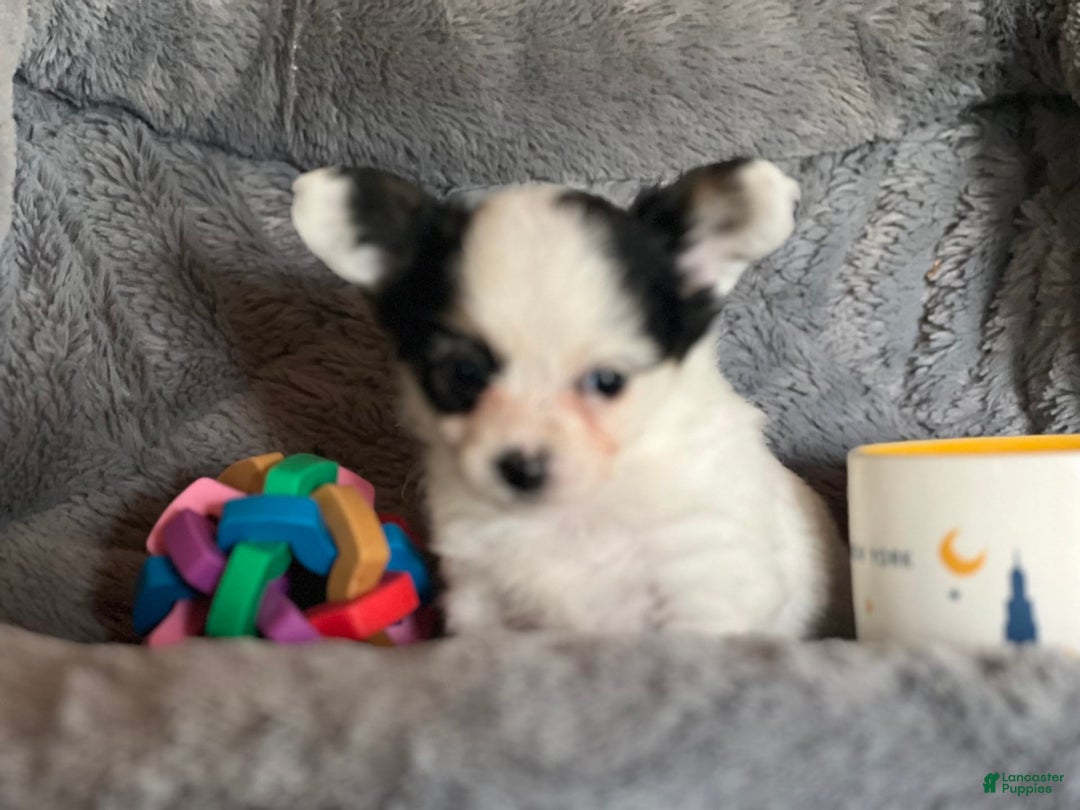 Biewer Terrier dogs for sale: Molly - Image 2