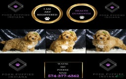 Toy Poodle dogs for sale: Wayne - Image 1