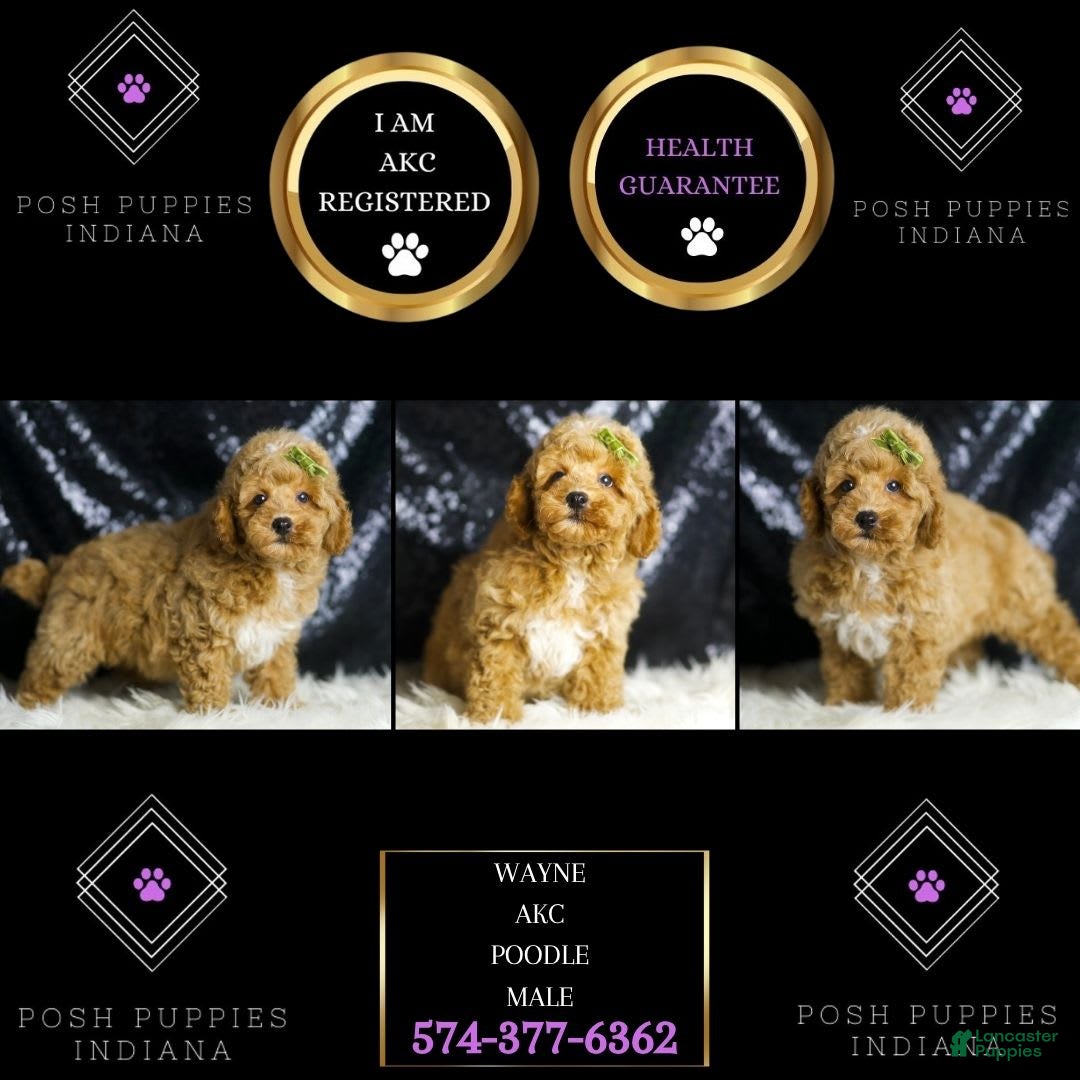 Toy Poodle dogs for sale: Wayne - Image 1
