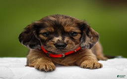 Miniature Dachshund dogs for sale: Elsa - Image 2