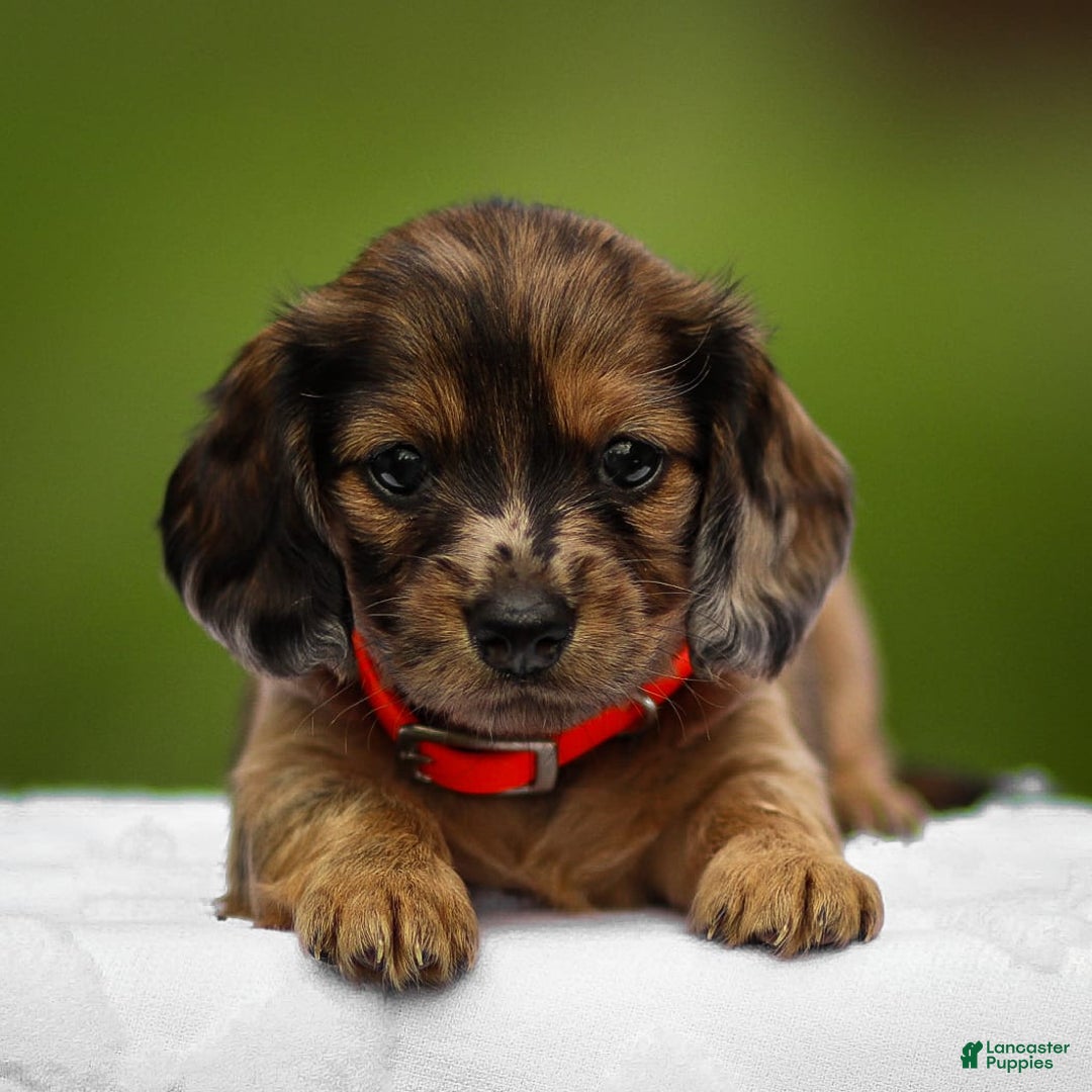 Miniature Dachshund dogs for sale: Elsa - Image 2