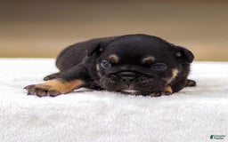 English Bulldog dogs for sale: Tatum - Image 1
