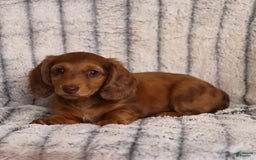 Miniature Dachshund dogs for sale: Beau - Image 1