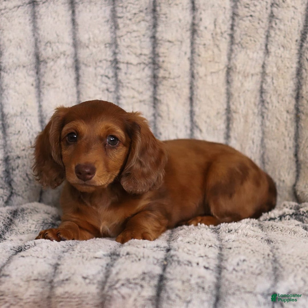Miniature Dachshund dogs for sale: Beau - Image 1
