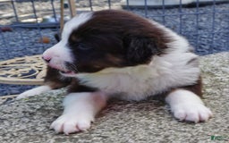 Border Collie dogs for sale: Allen - Image 6