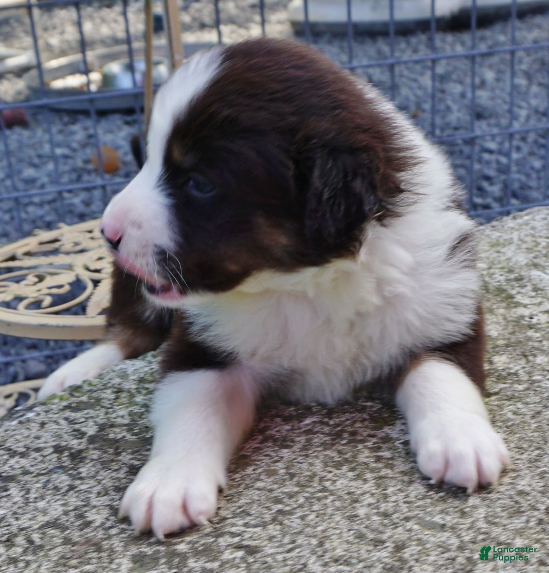 Border Collie dogs for sale: Allen - Image 6