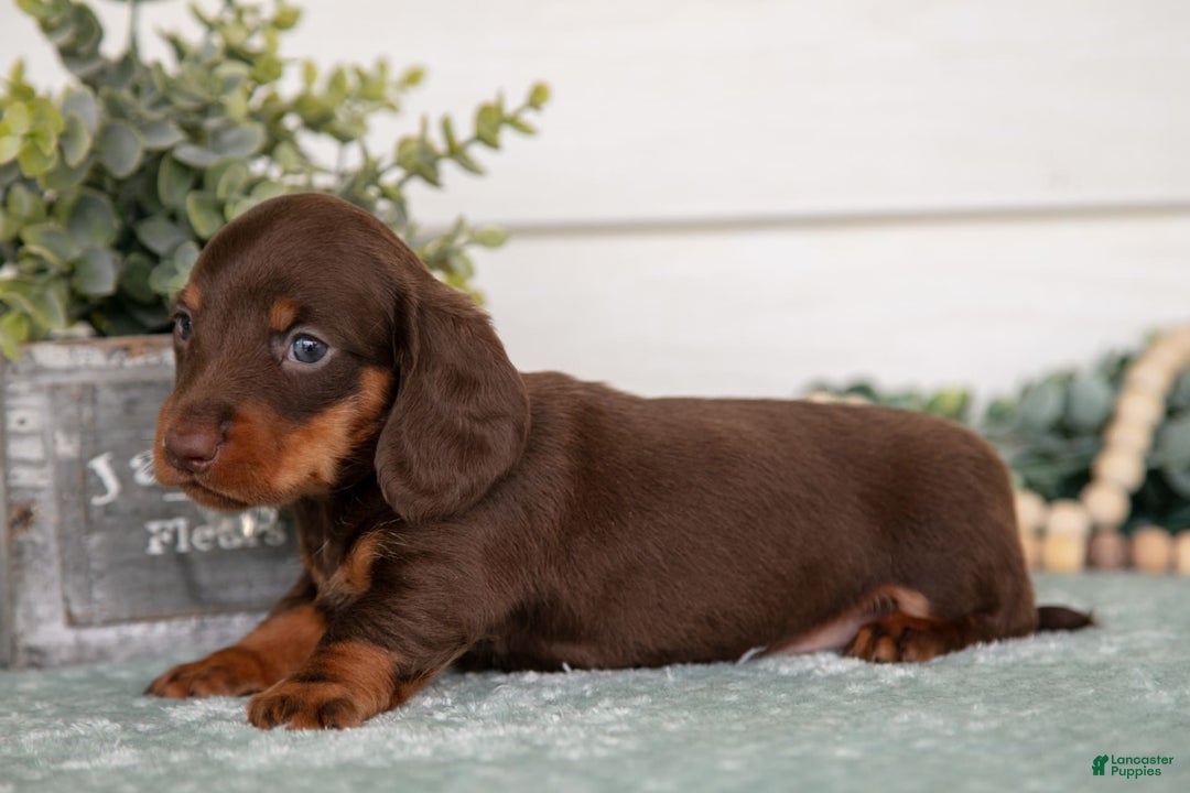 Miniature Dachshund dogs for sale: Miniature Dachshund 4 puppies - Image 9
