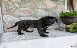 English Mastiff dogs for sale: Bella - Image 12