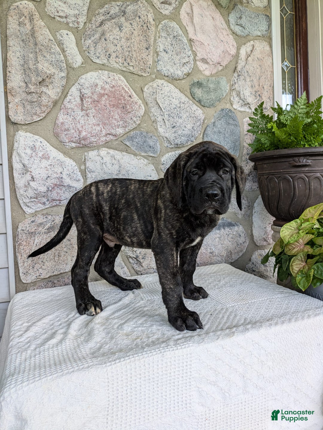 English Mastiff dogs for sale: Bella - Image 12